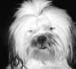 Elfie - Lhassa Apso (3 ans)