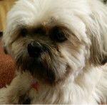 Jeepy - Lhassa Apso Mâle (5 ans)