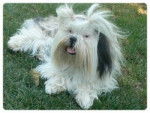 Elfie - Lhassa Apso (3 ans)