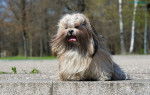 Vils? - Lhassa Apso (3 ans)