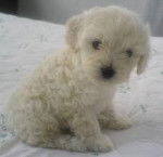 sandy - Lhassa Apso (1 mois)
