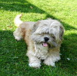 Frimousse - Lhassa Apso (3 ans)