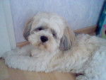 Bambou - Lhassa Apso (5 ans)