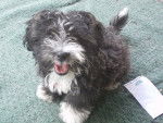 Lilly - Lhassa Apso (5 mois)