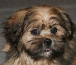 hemeraude - Lhassa Apso (3 mois)