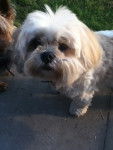 millie - Lhassa Apso