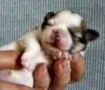 Lhassa Apso - Lhassa Apso