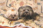 Lhassa Apso - Lhassa Apso