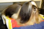 Lhassa Apso - Lhassa Apso