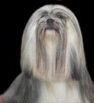 Lhassa Apso - Lhassa Apso