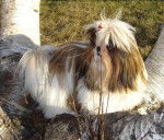 Yasmime - Lhassa Apso