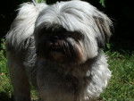 Tosca lhassa-apso - Lhassa Apso
