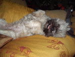 Tosca lhassa-apso - Lhassa Apso