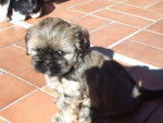 Lhassa-apso - Lhassa Apso