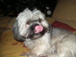 Lhassa-apso - Lhassa Apso