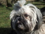 Tosca lhassa-apso - Lhassa Apso