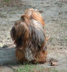 shitsu / lhassa apso? SOGWAI - Lhassa Apso