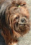 shitsu / lhassa apso? SOGWAI - Lhassa Apso