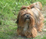 shitsu / lhassa apso? SOGWAI - Lhassa Apso