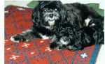 Lhassa Apso - Olive et Fauve - Lhassa Apso