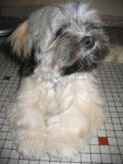 lhassa apso ( louna ) - Lhassa Apso