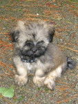 lhassa apso ( louna ) - Lhassa Apso