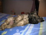 lhassa apso ( louna ) - Lhassa Apso