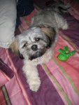 lhassa apso ( louna ) - Lhassa Apso