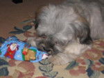 lhassa apso ( louna ) - Lhassa Apso