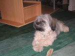 lhassa apso ( louna ) - Lhassa Apso