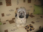 lhassa apso ( louna ) - Lhassa Apso