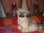 lhassa apso ( louna ) - Lhassa Apso