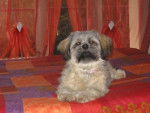 lhassa apso ( louna ) - Lhassa Apso