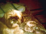 Lhasa apso----nounou 3 ans - Lhassa Apso (3 ans)