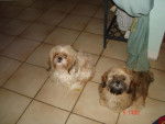 shi tzu et lhassa apso, asia et banza - Lhassa Apso