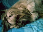lhassa apso - Lhassa Apso