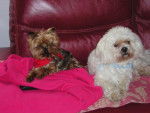 JADIS petit Yorkshire et VYTO lhassa apso - Lhassa Apso