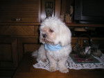 VYTO- LHASSA APSO - Lhassa Apso