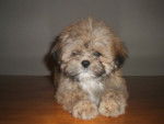 Cooki - lhassa apso - Lhassa Apso