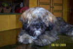 LHASSA APSO - Lhassa Apso