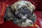 lhassa apso - Lhassa Apso