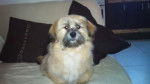 lhassa apso EHNY - Lhassa Apso