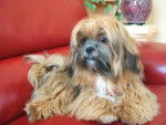 l lhassa apso mango - Lhassa Apso