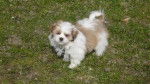 Lhassa-Apso : Flash - Lhassa Apso