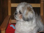 LHASSA APSO ELMA TING - Lhassa Apso