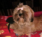 lhassa apso fourmi - Lhassa Apso