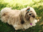 lhassa apso fourmi - Lhassa Apso