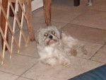 Lhassa Apso Louna - Lhassa Apso