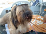 Varina Star - Lhassa Apso (6 ans)