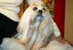 Lhassa Apso - Lhassa Apso